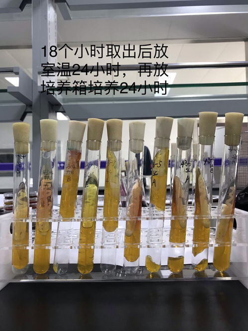 沙门氏菌三糖铁结果,可以做出什么判断 食品微生物检测 powered discuz